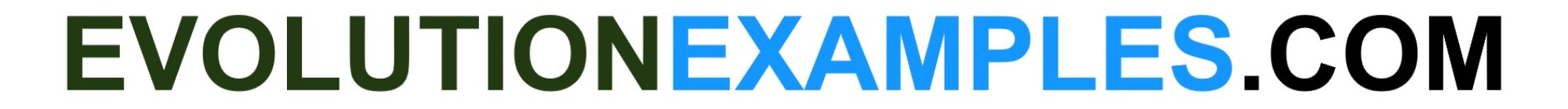 EvolutionExamples logo